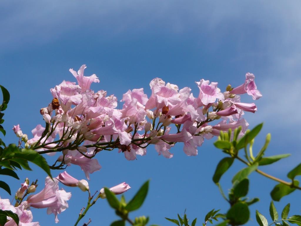 Ischia. Blume des Monats September