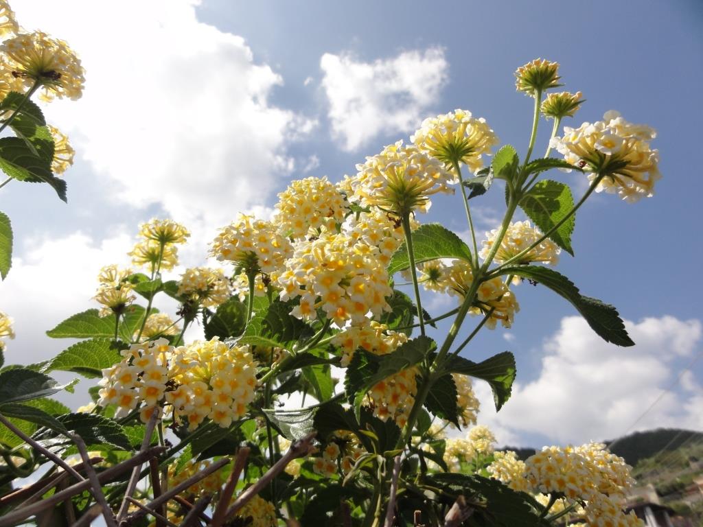 Ischia. Blume des Monats August