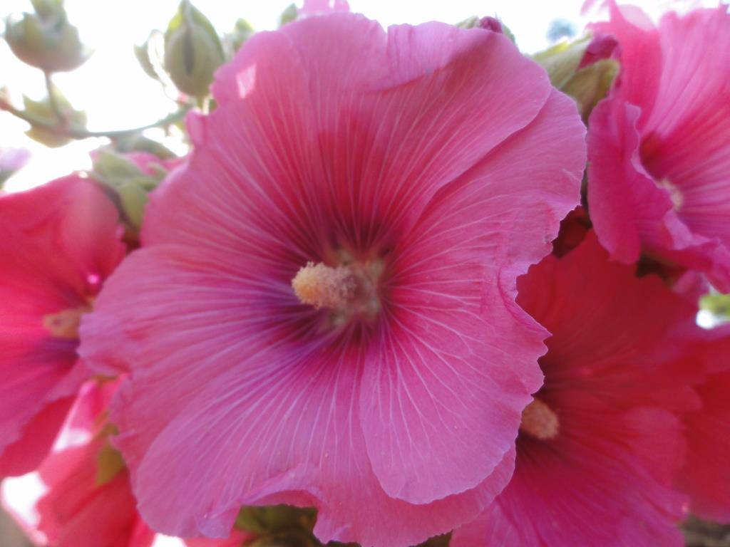 Ischia. Blume des Monats Juli