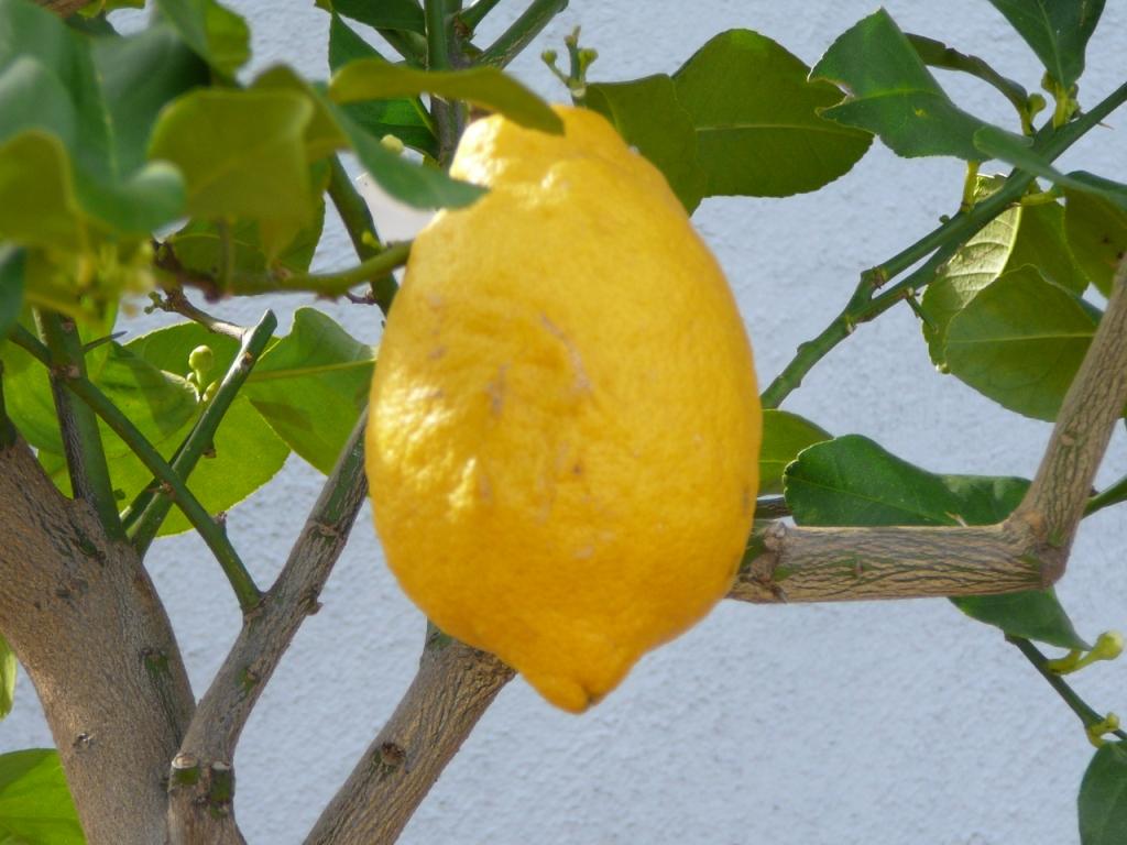 Insel Ischia. Zitronen