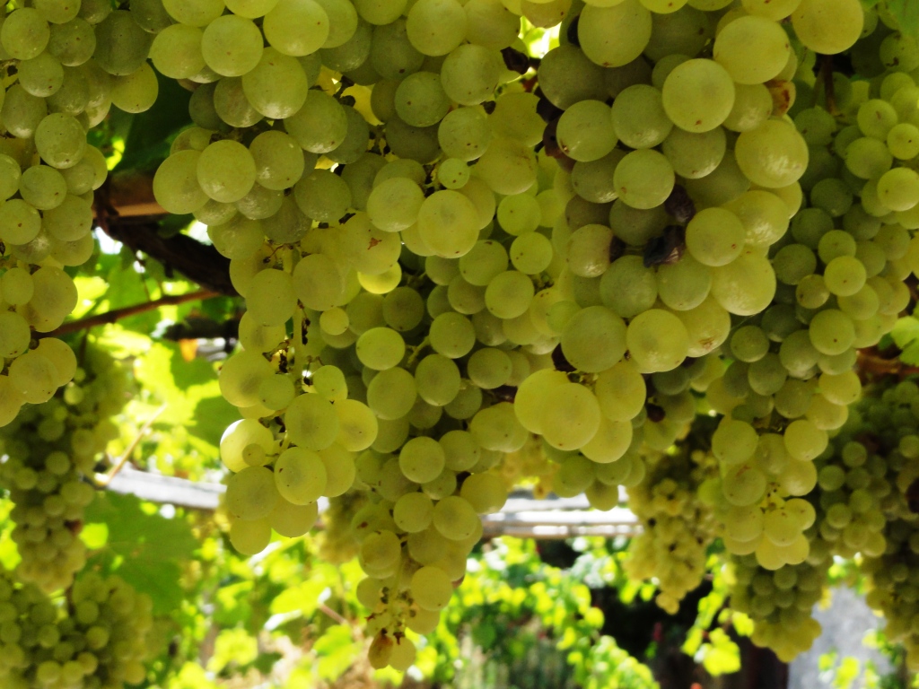 Wein Kultur Wanderungen auf der Insel Ischia
